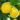 l_oasi_del_verde_piante_da_frutto_agrumi_limone